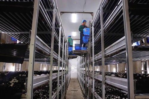 直播預告 明天,葉縣融媒帶你 云 看龍泉